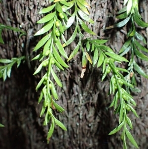 Tmesipteris parva at Narooma, NSW - suppressed