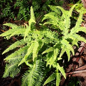 Sticherus lobatus at Narooma, NSW - suppressed