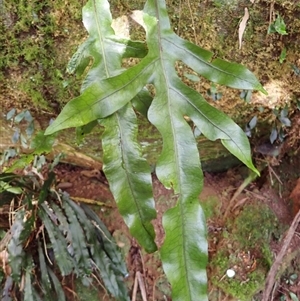 Zealandia pustulata subsp. pustulata at Narooma, NSW - 14 Mar 2025 07:55 AM