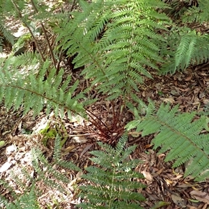 Polystichum proliferum at Narooma, NSW - 14 Mar 2025 08:00 AM