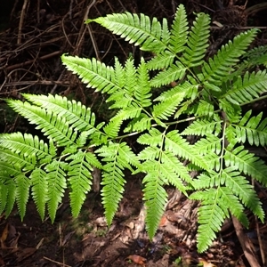 Pteris comans at Narooma, NSW - suppressed