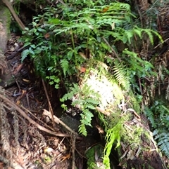 Pteris comans at Narooma, NSW - suppressed