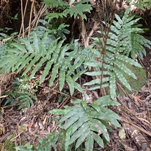 Blechnum wattsii at Narooma, NSW - 14 Mar 2025 08:07 AM