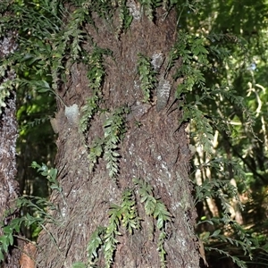 Tmesipteris obliqua at Narooma, NSW - 14 Mar 2025 08:10 AM