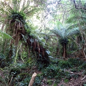 Dicksonia antarctica at Narooma, NSW - suppressed