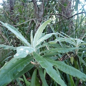 Bedfordia arborescens at Narooma, NSW - 14 Mar 2025 08:36 AM