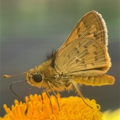 Ocybadistes walkeri (Green Grass-dart) at Evatt, ACT - 16 Mar 2025 by LeahColebrook