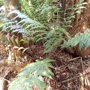 Todea barbara at Narooma, NSW - suppressed