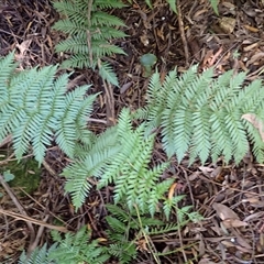Todea barbara at Narooma, NSW - suppressed