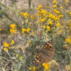 Junonia villida (Meadow Argus) at Cook, ACT - 10 Mar 2025 by LeahColebrook