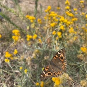 Junonia villida at Cook, ACT - 10 Mar 2025 01:36 PM