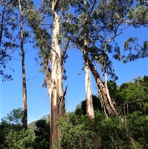 Eucalyptus fraxinoides at Narooma, NSW - 14 Mar 2025 09:46 AM