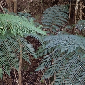 Cyathea leichhardtiana at Narooma, NSW - suppressed