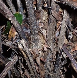 Cyathea leichhardtiana at Narooma, NSW - suppressed