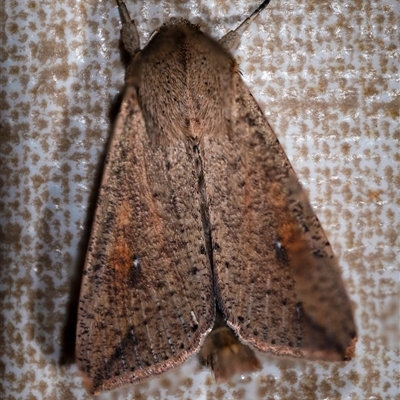 Mythimna (Pseudaletia) convecta (Common Armyworm) at Wallaroo, NSW - 17 Mar 2025 by Jek