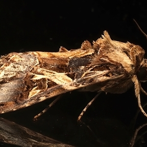 Spodoptera litura at Rosedale, NSW - 8 Mar 2025 09:45 PM