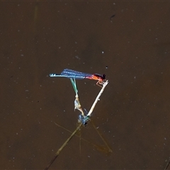 Xanthagrion erythroneurum at Wallaroo, NSW - 17 Mar 2025 11:35 AM