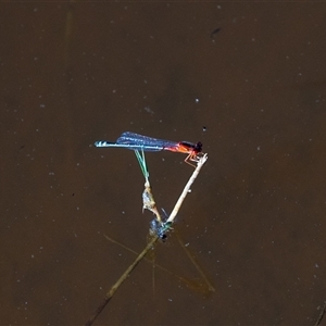 Xanthagrion erythroneurum at Wallaroo, NSW - 17 Mar 2025 11:35 AM