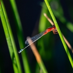 Xanthagrion erythroneurum at Wallaroo, NSW - 17 Mar 2025 11:35 AM