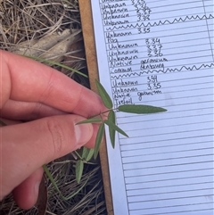 Grona varians (Slender Tick-Trefoil) at Tennent, ACT - 23 Feb 2025 by JamesVandersteen