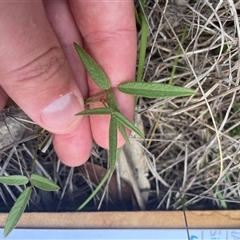 Grona varians at Tennent, ACT - 23 Feb 2025 08:26 AM