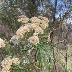 Cassinia longifolia (Shiny Cassinia, Cauliflower Bush) at Tennent, ACT - 23 Feb 2025 by JamesVandersteen