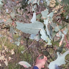 Eucalyptus dives (Broad-leaved Peppermint) at Tennent, ACT - 23 Feb 2025 by JamesVandersteen