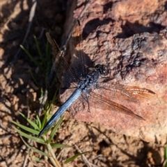 Orthetrum caledonicum (Blue Skimmer) at Wallaroo, NSW - 12 Mar 2025 by Jek