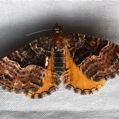 Chrysolarentia lucidulata at Rosedale, NSW - 8 Mar 2025 08:46 PM