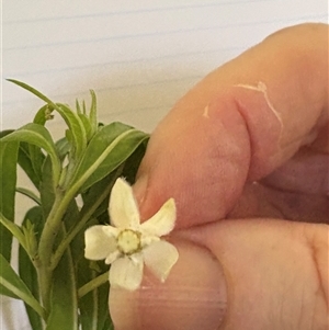 Gomphocarpus physocarpus at Blaxlands Creek, NSW - 17 Mar 2025 11:37 AM