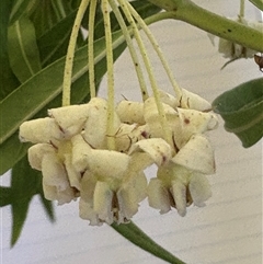 Gomphocarpus physocarpus at Blaxlands Creek, NSW - 17 Mar 2025 11:37 AM