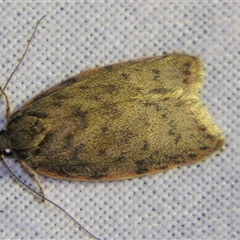 Garrha rubella (A Concealer moth) at Bolivia, NSW - 25 Jan 2007 by PJH123