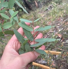 Eucalyptus radiata subsp. robertsonii (Robertson's Peppermint) at Tennent, ACT - 23 Feb 2025 by JamesVandersteen