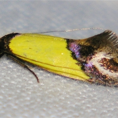 Edosa xystidophora (Tineid moth) at Bolivia, NSW - 25 Jan 2007 by PJH123