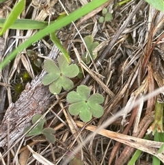 Oxalis sp. (Wood Sorrel) at Tennent, ACT - 23 Feb 2025 by JamesVandersteen