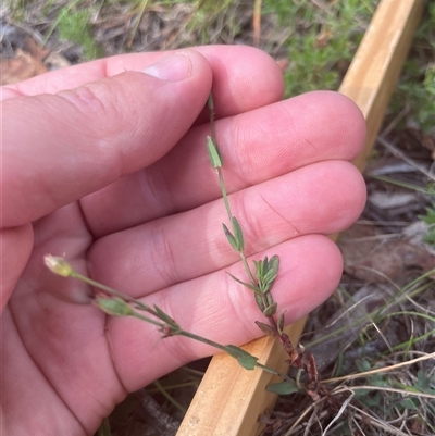 Hypericum gramineum (Small St Johns Wort) at Tennent, ACT - 23 Feb 2025 by JamesVandersteen