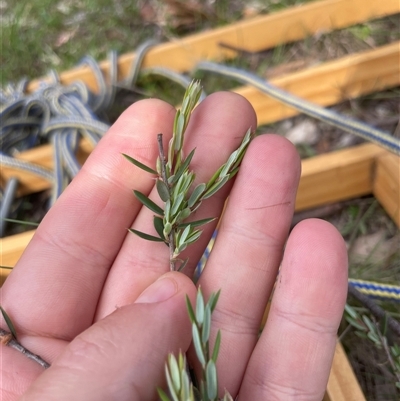 Monotoca scoparia (Broom Heath) at Tennent, ACT - 23 Feb 2025 by JamesVandersteen