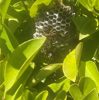 Polistes (Polistes) chinensis (Asian paper wasp) at Higgins, ACT - 17 Mar 2025 by Jennybach