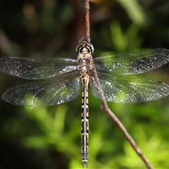 Hemicordulia australiae (Australian Emerald) at Acton, ACT - 11 Mar 2025 by TimL