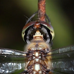 Hemicordulia australiae at Acton, ACT - 11 Mar 2025 11:58 AM