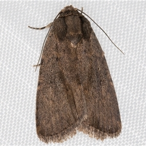 Proteuxoa provisional species 3 at Melba, ACT - 15 Mar 2025 10:27 PM