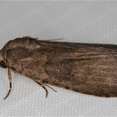 Proteuxoa provisional species 3 at Melba, ACT - 15 Mar 2025 10:27 PM