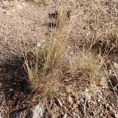 Eragrostis curvula (African Lovegrass) at Cooma, NSW - 17 Mar 2025 by mahargiani