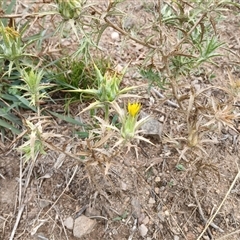 Carthamus lanatus (Saffron Thistle) at Cooma, NSW - 17 Mar 2025 by mahargiani