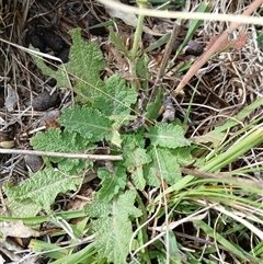 Salvia verbenaca var. verbenaca at Cooma, NSW - 17 Mar 2025 by mahargiani