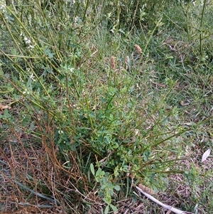 Melilotus albus at Cooma, NSW - 17 Mar 2025 10:15 AM