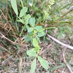 Melilotus albus at Cooma, NSW - 17 Mar 2025 10:15 AM