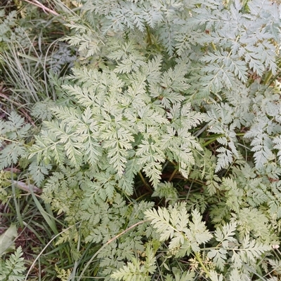 Conium maculatum at Cooma, NSW - 17 Mar 2025 by mahargiani