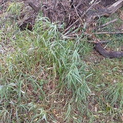 Phalaris arundinacea at Cooma, NSW - 17 Mar 2025 by mahargiani