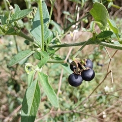 Solanum chenopodioides at Cooma, NSW - 17 Mar 2025 by mahargiani